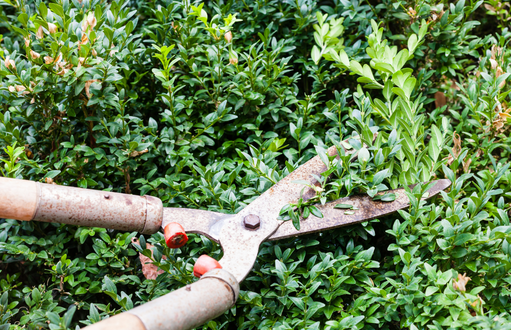 Tree Care Maintenance