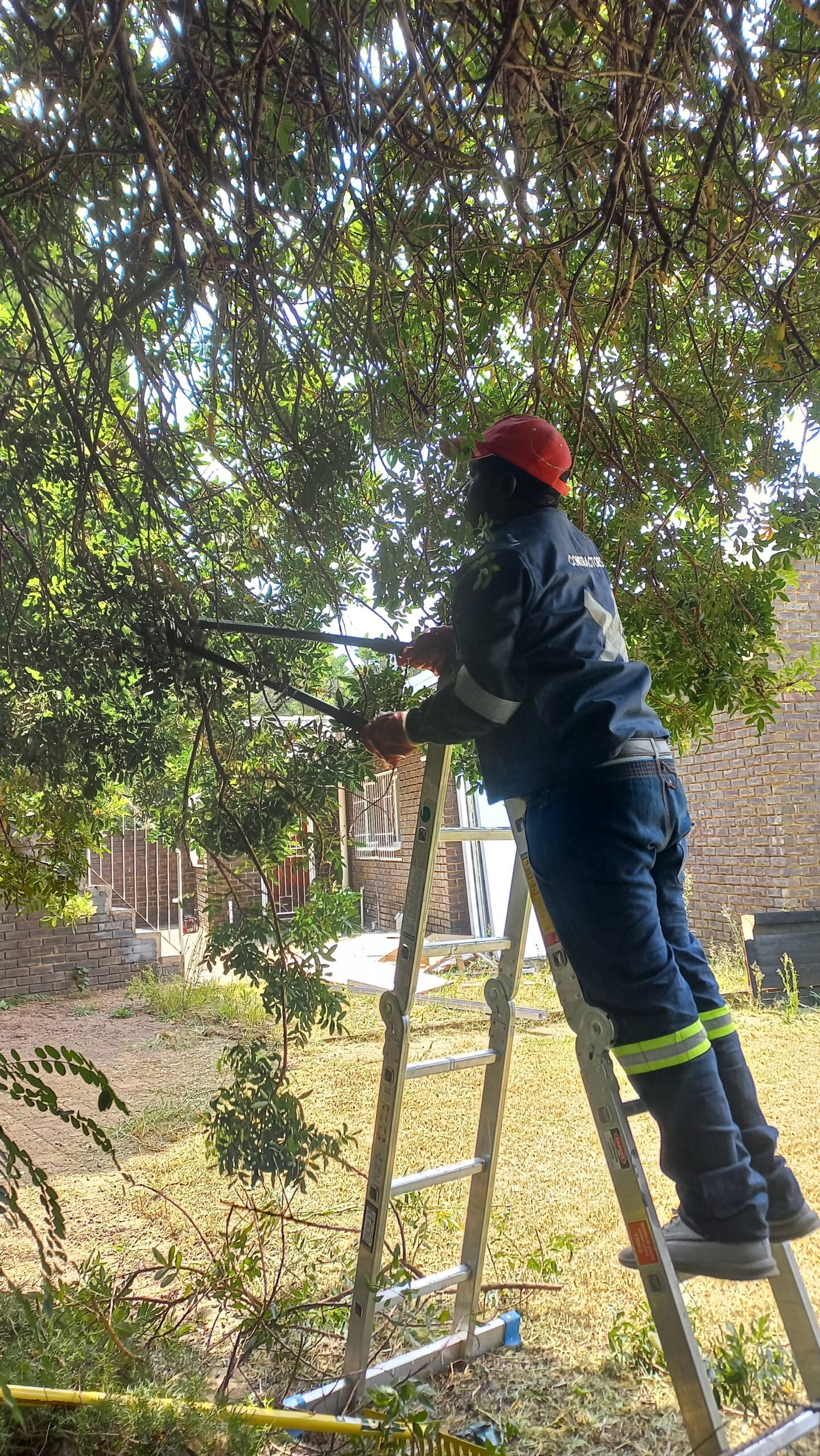 tree pruning