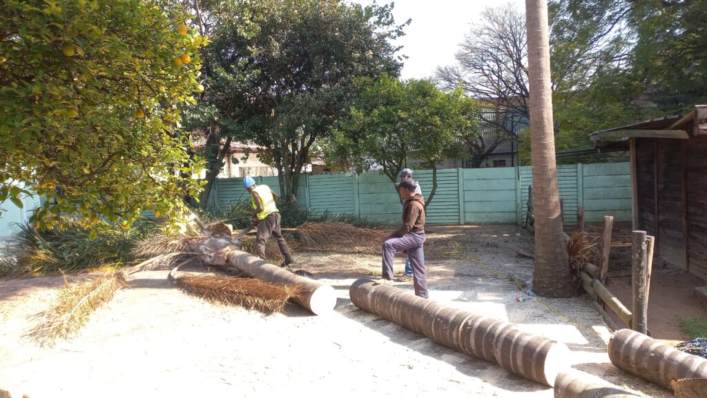 Palm Tree Removal