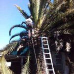 palm tree maintenance