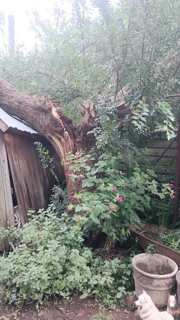 Emergency Tree Removal Van Riebeck
