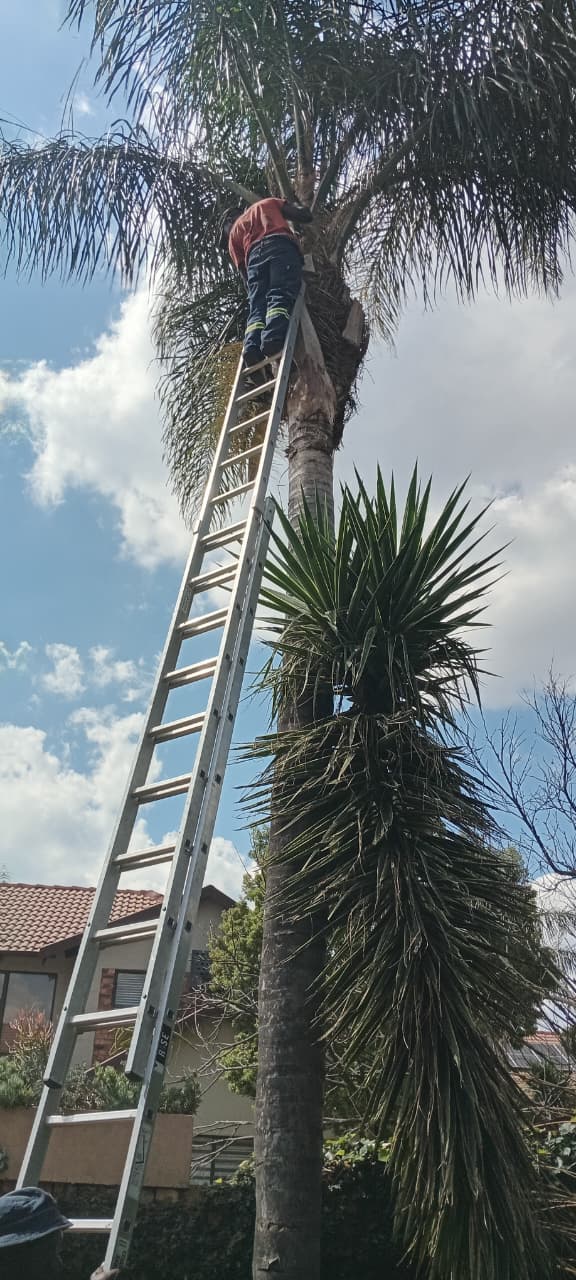 Palm-Tree-Cleaning-Maintenance